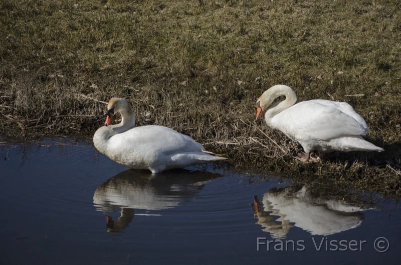 Langs de Tjonger 17-3-2016-04.jpg
